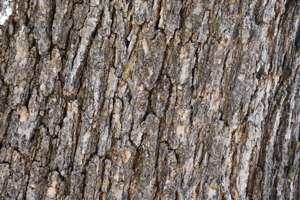 Valley Oak bark